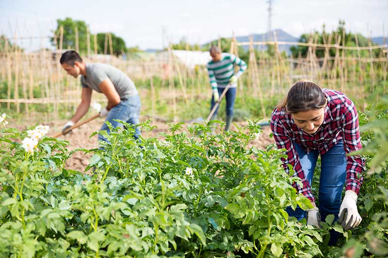 Hispanic female gardener picking potato beetles from young bushes in her small garden on sunny spring day