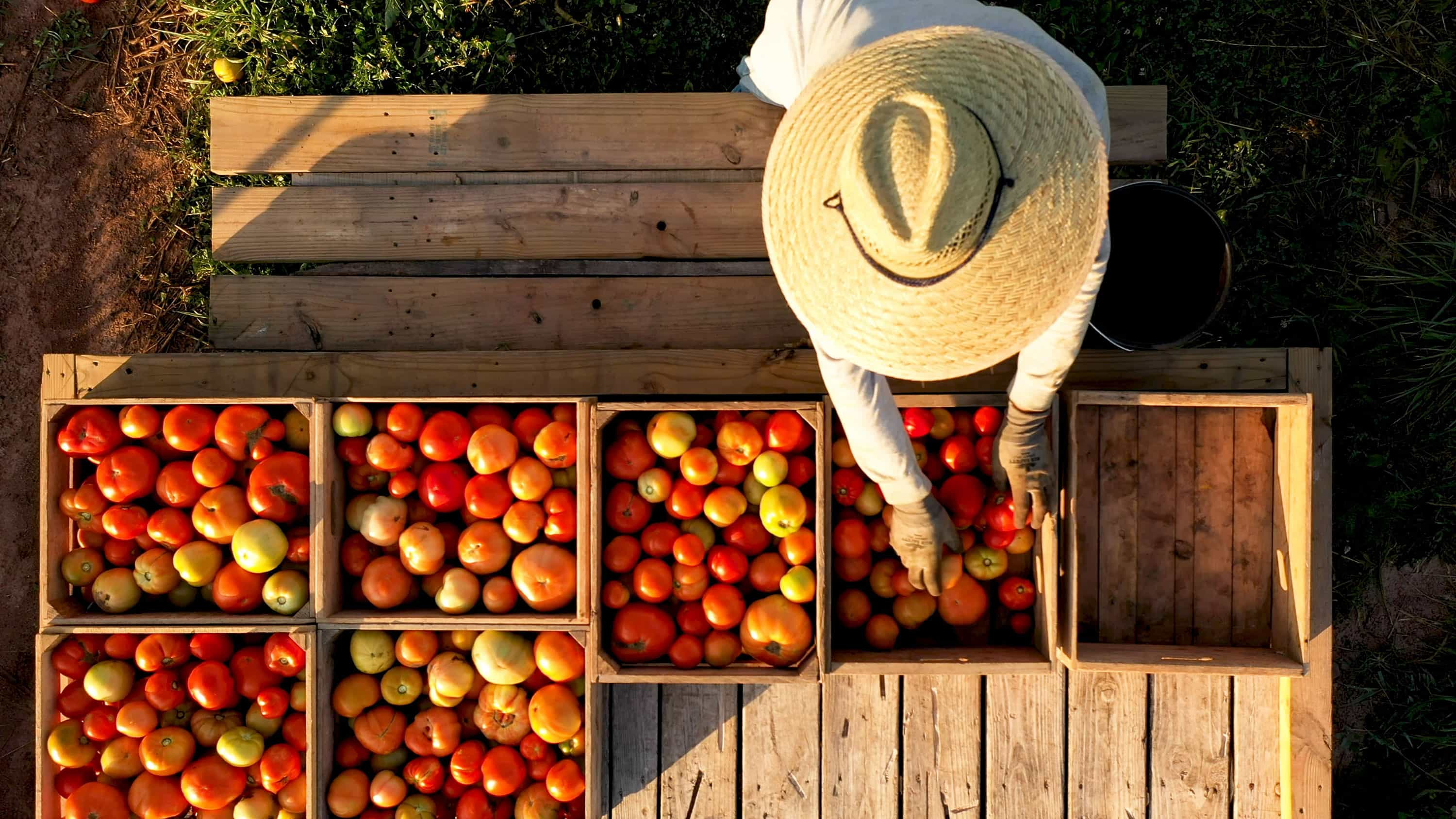 Aerial closeup view of man sorting tomatoes on flatbed trailer at sunrise.