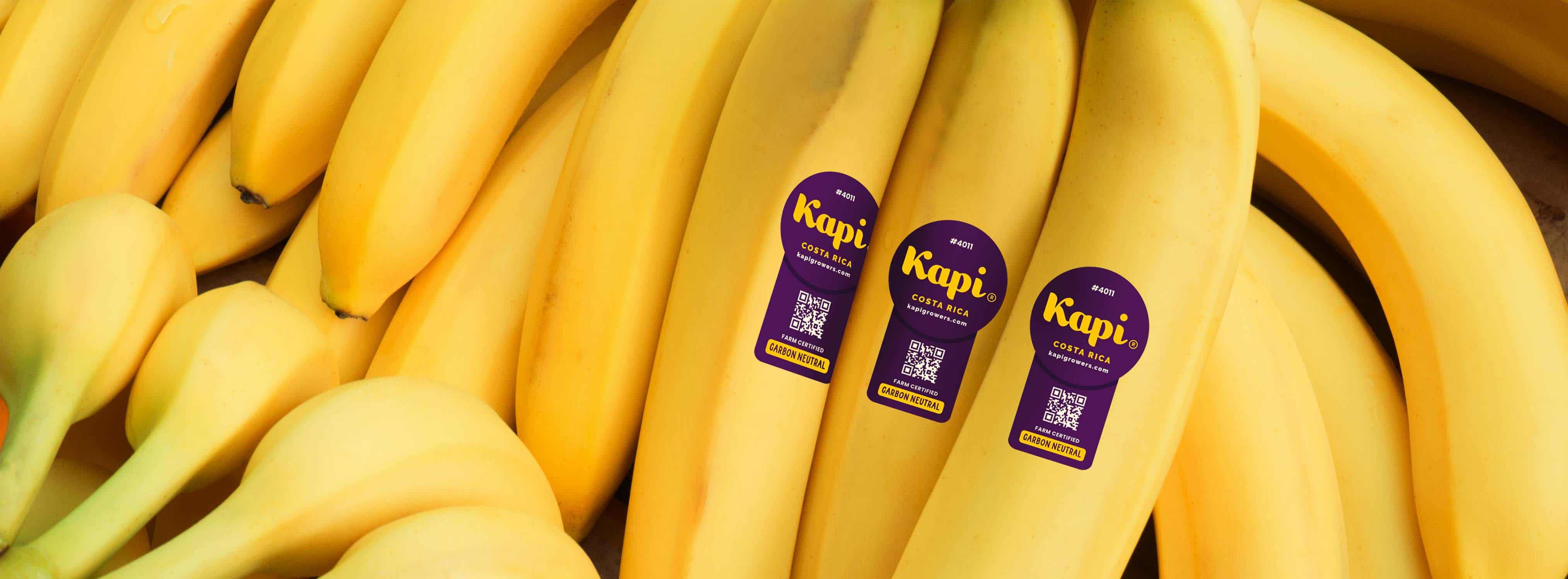 Close up of bright yellow bananas with a purple Kapi sticker on three of the bananas.