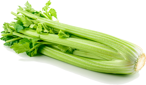 Celery isolated on white background